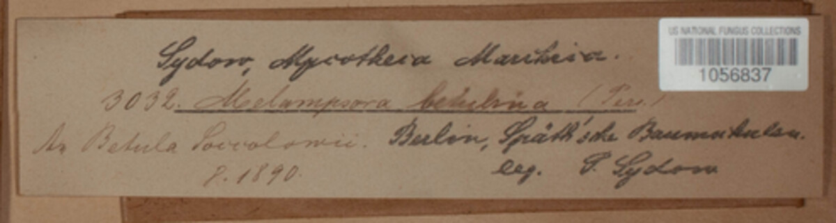 Melampsoridium betulinum image